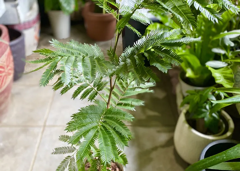 レオパードフラワーブラック ☆エバーフレッシュ☆1メートル5センチ