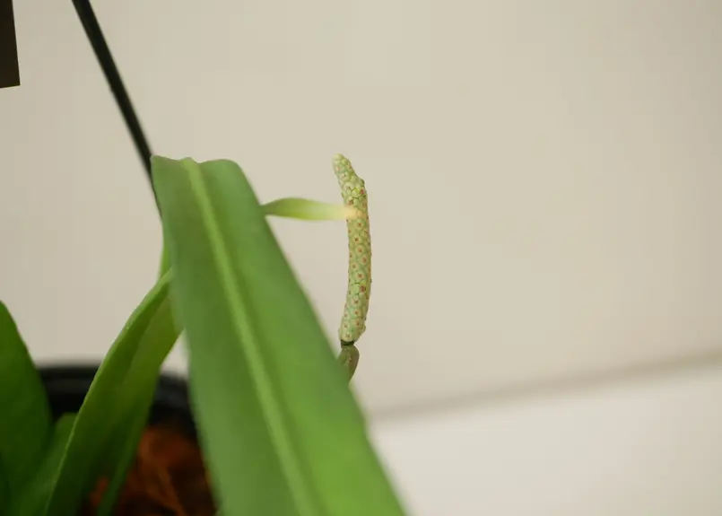 アンスリウム ビッタリフォリウム 原種 シンゴニウム 植物
