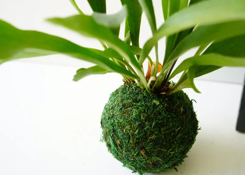 コウモリラン 苔玉 3.5号 ハンギングプランツ ビカクシダ 着生植物