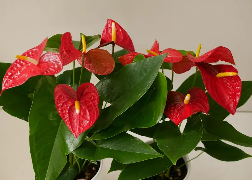 アンスリウム ダコタ レッド 陶器鉢 長く楽しめる 観葉植物