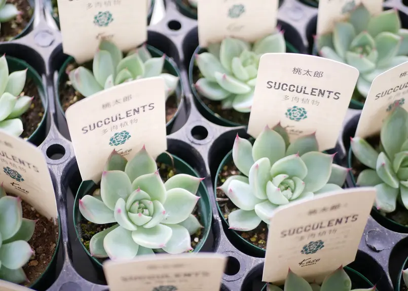 エケベリア 桃太郎 多肉植物 寄せ植え 育てやすい | インテリア
