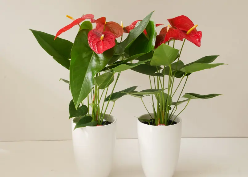 アンスリウム ダコタ レッド 陶器鉢 長く楽しめる 観葉植物