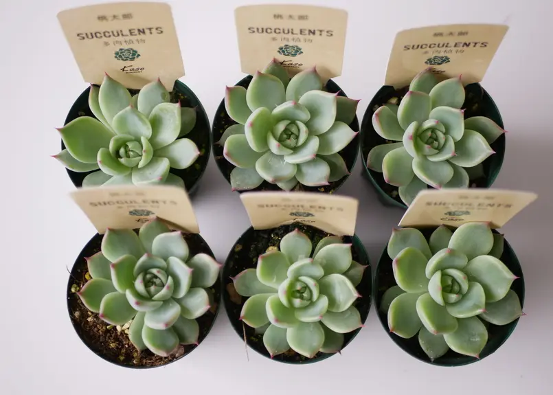 エケベリア 桃太郎 多肉植物 寄せ植え 育てやすい | インテリア