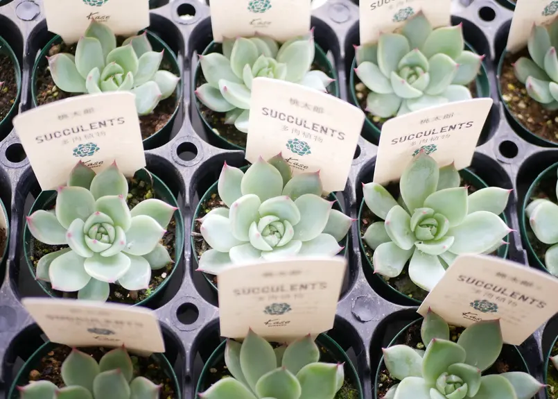 エケベリア 桃太郎 多肉植物 寄せ植え 育てやすい | インテリア