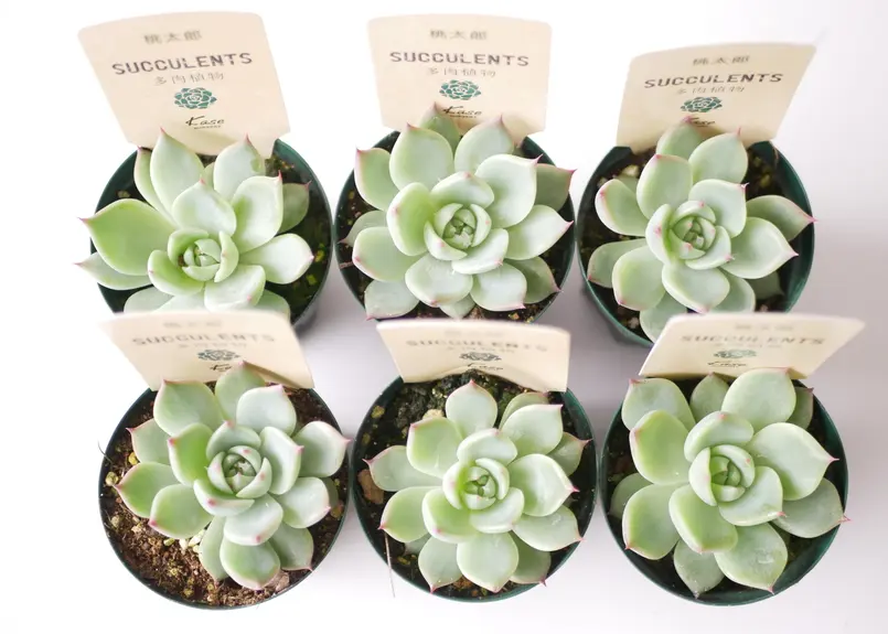 エケベリア 桃太郎 多肉植物 寄せ植え 育てやすい | インテリア