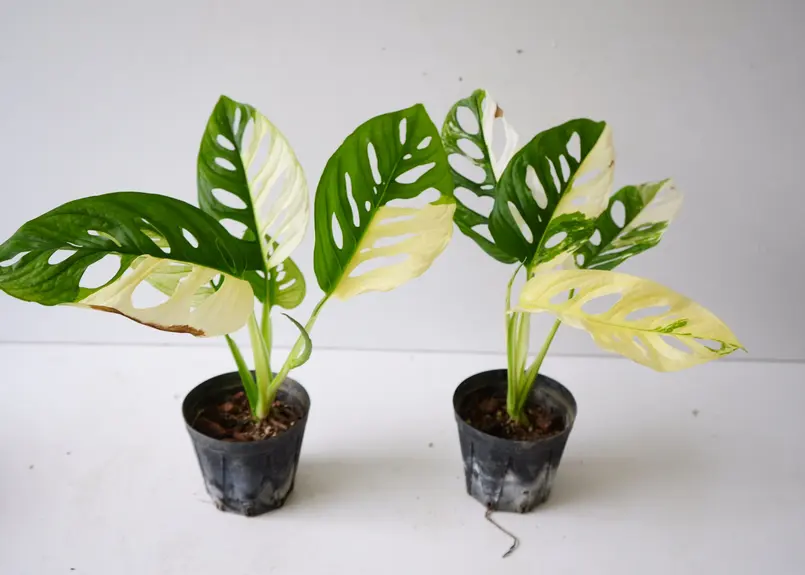 パネル ニューアートフレーム ナチュラル モンステラ フルムーン