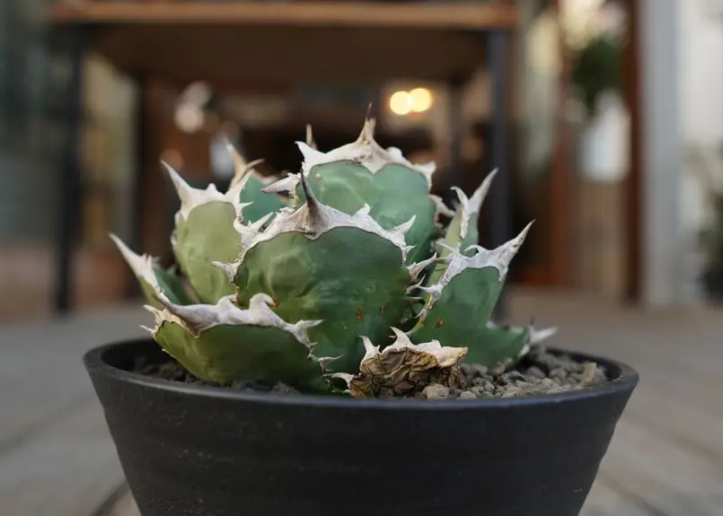 アガベ チタノタ FO-76 Agave titanota ”FO-76