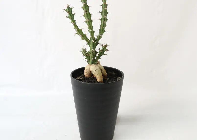 ユーフォルビア・クンチー | mana's green:塊根植物販売|マナズグリーン