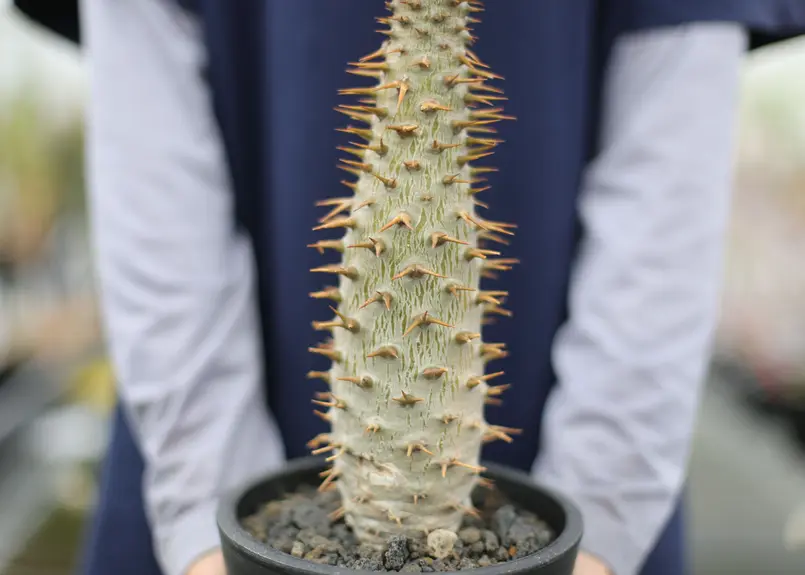 パキポディウム アンボンゲンセ | mana's green:塊根植物販売|マナズ