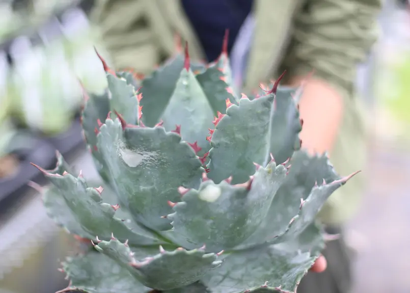 Agave parrasana x isthmensis | mana's green:塊根植...