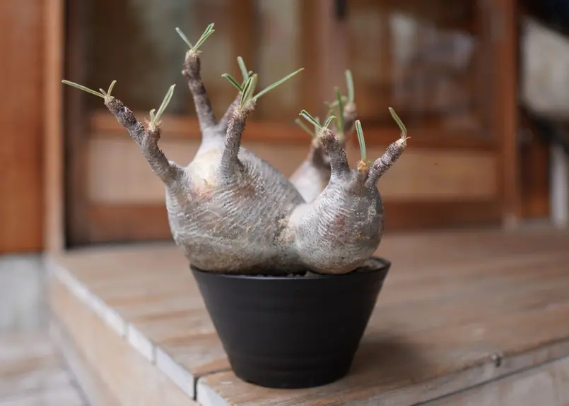 パキポディウム グラキリス 3頭 Pachypodium Gracilius | mana'...
