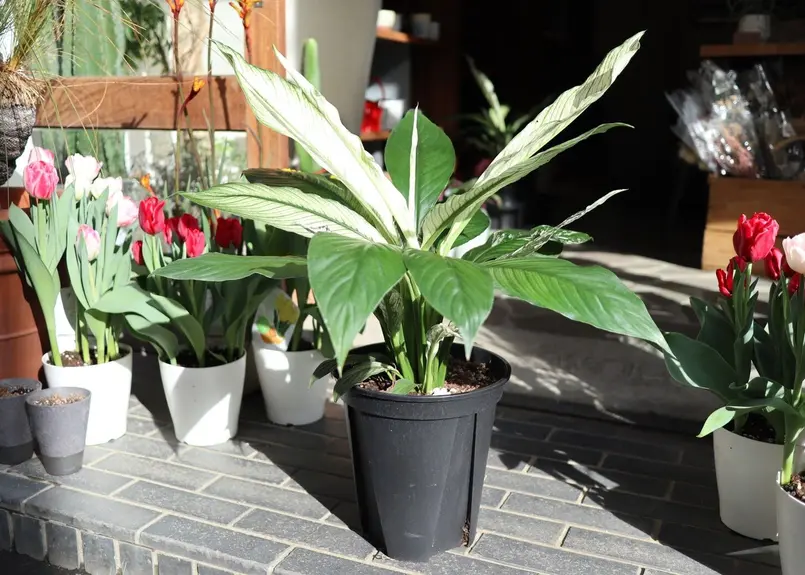 スパティフィラム センセーション 斑入り | mana's green:塊根植物販売