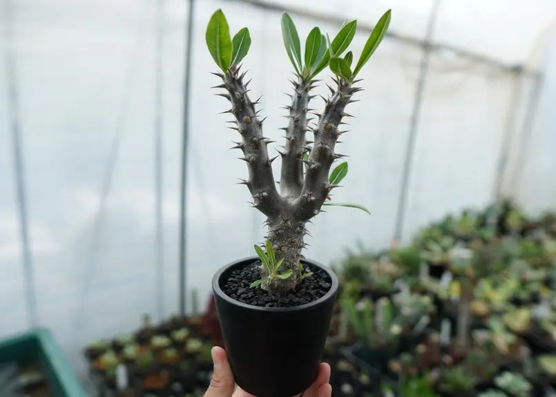 パキポディウム デンシフローラム Pachypodium densiflorum No.6 |...