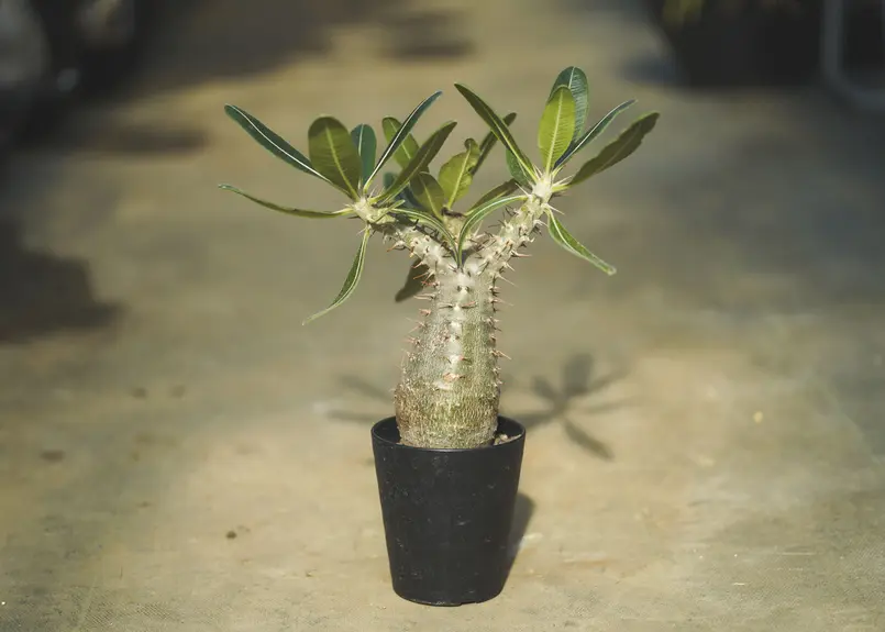 パキポディウム カクチペス | mana's green:塊根植物販売|マナズグリーン