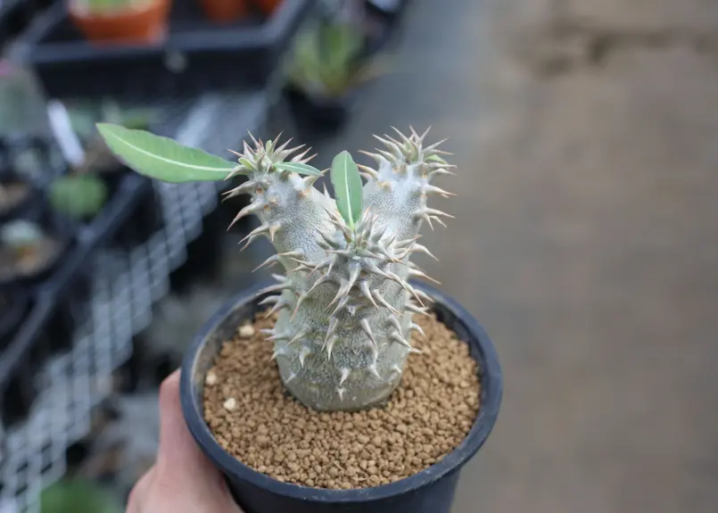 パキポディウム デンシフローラム 実生株 | mana's green:塊根植物販売