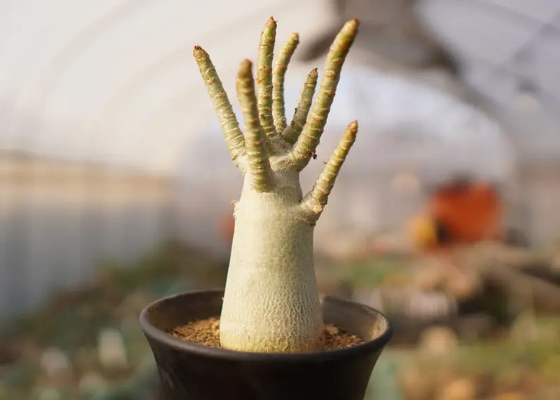 アデニウム アラビカム NO.19 | mana's green:塊根植物販売|マナズグリーン