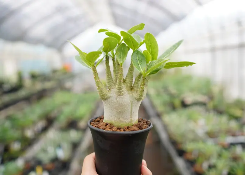 まるでご神木！】アデニウム スーパードワーフ タイ実生《２