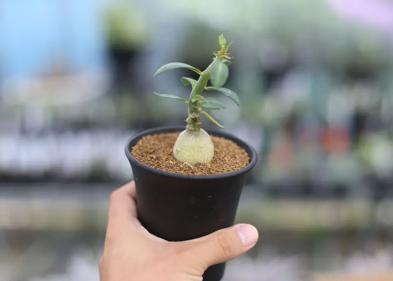 パキポディウム サキュレンタム 国内実生 | mana's green:塊根植物販売