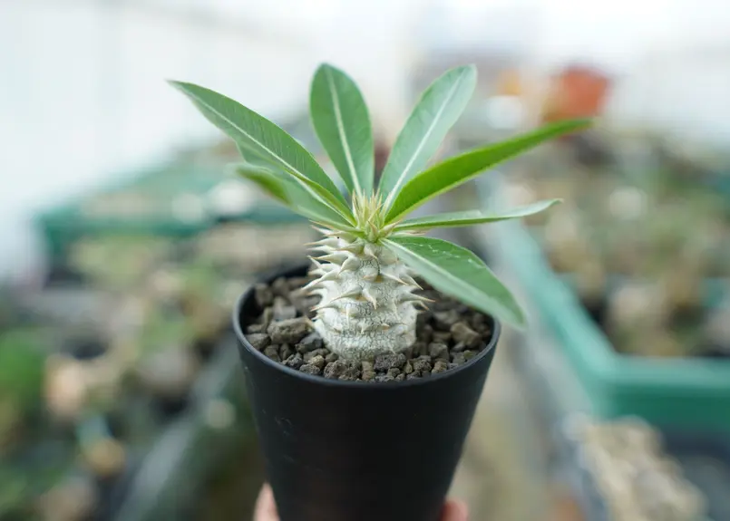 パキポディウム デンシフローラム Pachypodium densiflorum | mana...
