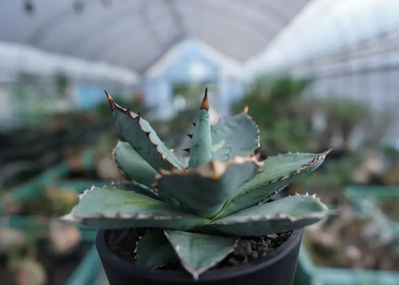 アガベ チタノタ ブルー Agave Titanota Blue No.1 | mana's