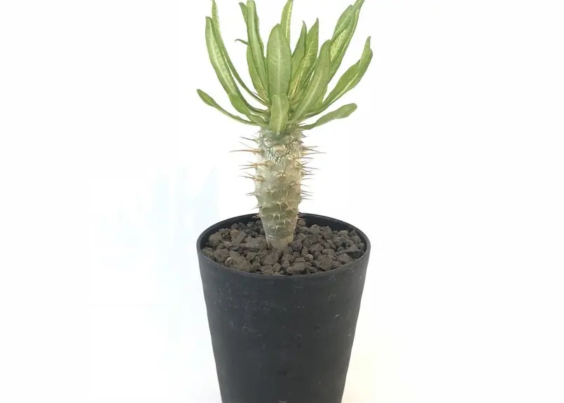 パキポディウム アンボンゲンセ 実生 №７ | mana's green:塊根植物販売