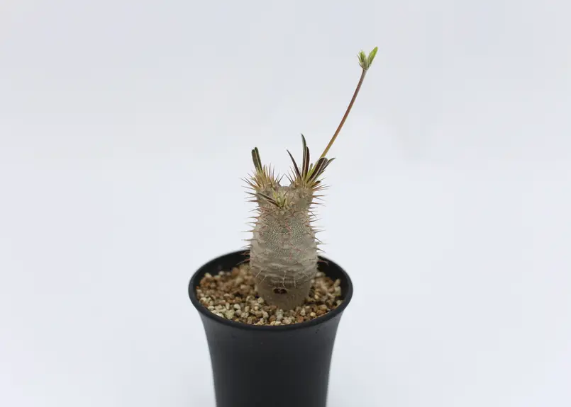 パキポディウム グラキリス 国内実生 花芽付き | mana's green:塊根