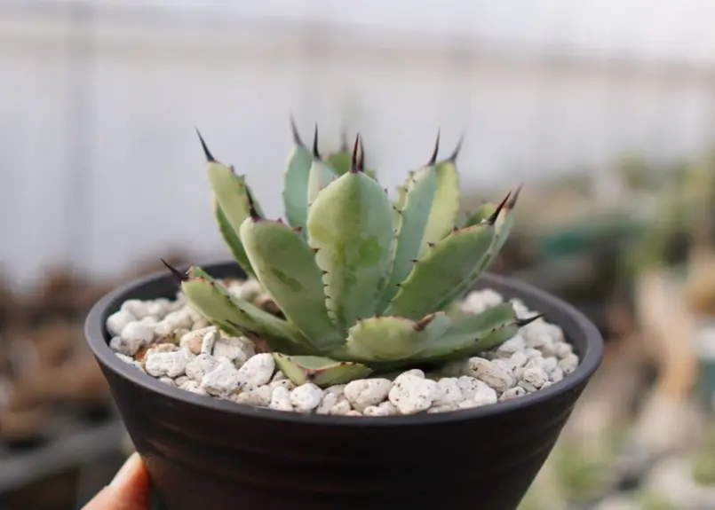 Agave Potatorum×Macroacantha ”八荒雷神” No.3 | mana...