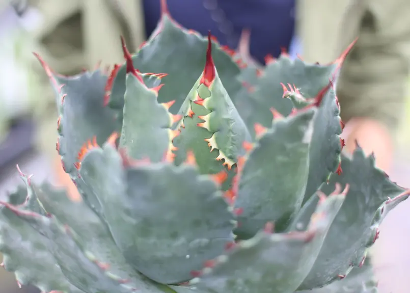 Agave parrasana x isthmensis | mana's green:塊根植...