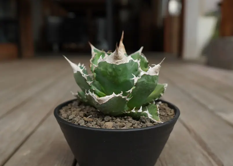 アガベ チタノタ 白火焔 agave titanota white fire | mana's...