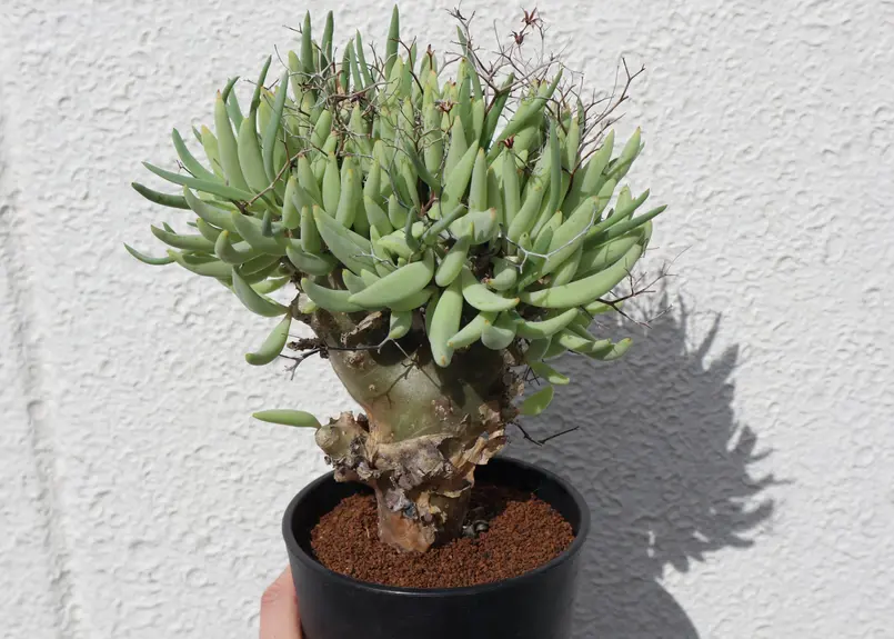 チレコドン レティキュラーツス 万物想 | mana's green:塊根植物販売