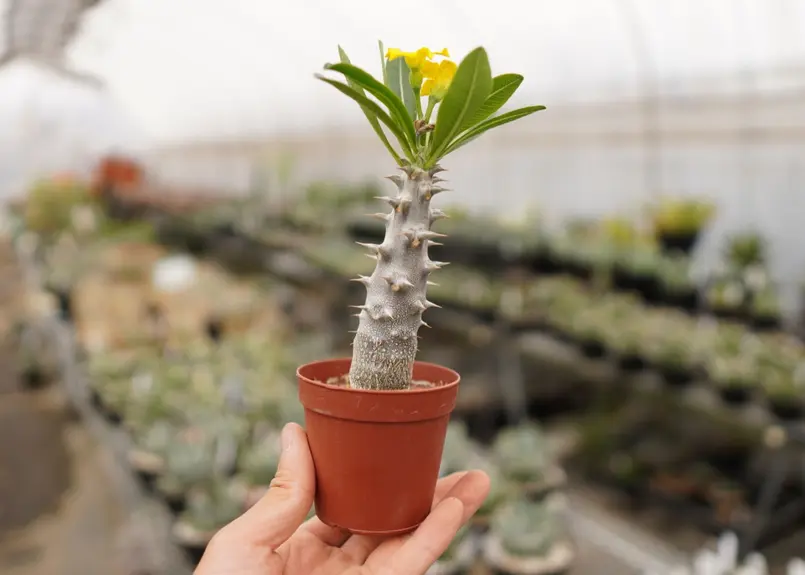 パキポディウム デンシフローラム 小 A NO.7 | mana's green:塊根植物