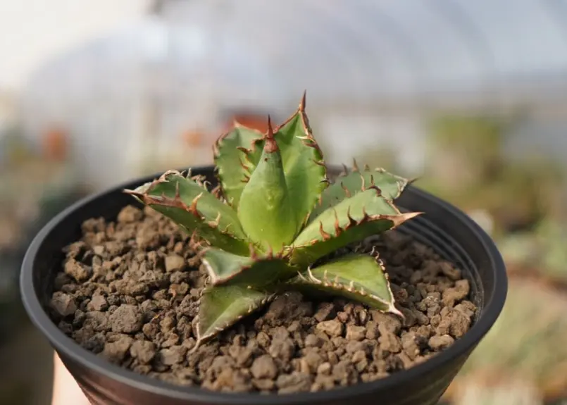 大量入荷 アガベ レッドキャットウェーズル チタノタ 植物/観葉植物