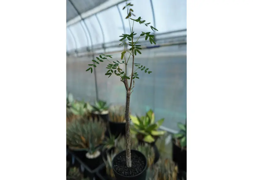 最安値に挑戦！ プミラ デロニクス pumila Delonix 植物/観葉植物