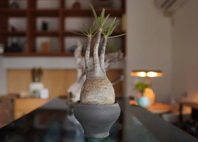 パキポディウム グラキリス Pachypodium Gracilius | mana's g...