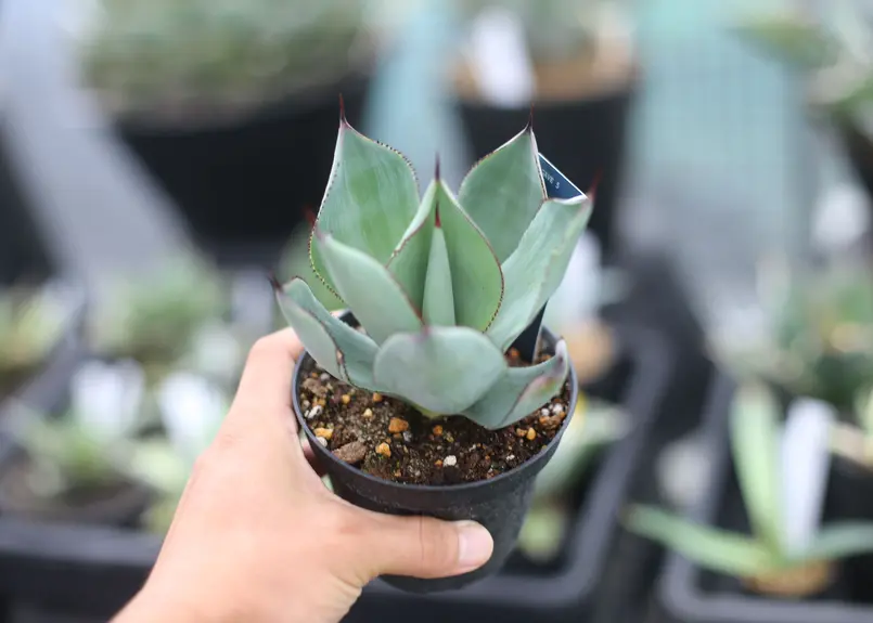 アガベ セルシーノバ | mana's green:塊根植物販売|マナズグリーン