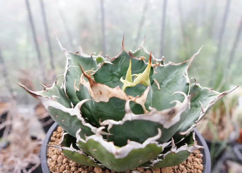 白鯨 子株付き シマムラ園芸】アガベ⭐︎チタノタ⭐︎白鯨⭐︎子株