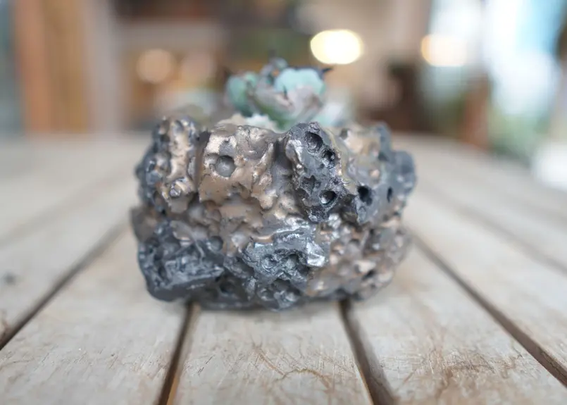 アガベ チタノタ ブラックアンドブルー Agave titanota black and