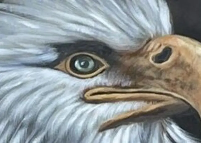 鷹(水彩画、額あり) 鷹(水彩画、額あり) 【公式通販】