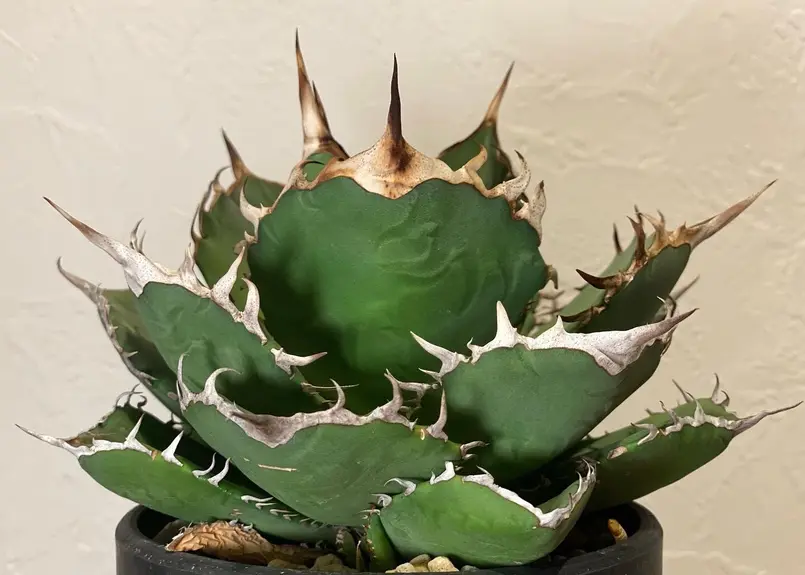 アガベ・チタノタ FO/オテロイ(ワイドタイプ)|agave titanota FO