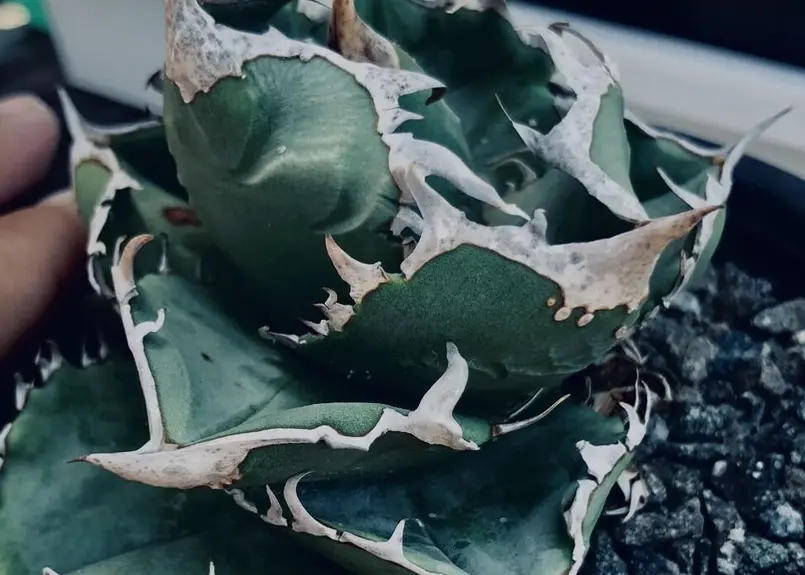 アガベ・チタノタ CG01 追星-002|Agave CG01/Cok | Plus_Plan...