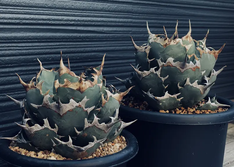 アガベ・チタノタ 阿修羅-003|Agave titanota ashura | Plus_P...