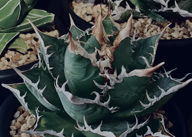 アガベ・チタノタ 海王(小株)-004|agave titanota sea king | P...