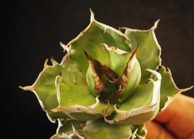 アガベ・チタノタ 鬼爪｜agave titanota ghost claw | Plus_Pl...