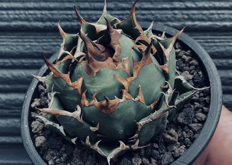 楽天スーパーセール】 radiall様専用 アガベ 姫厳龍 植物/観葉植物