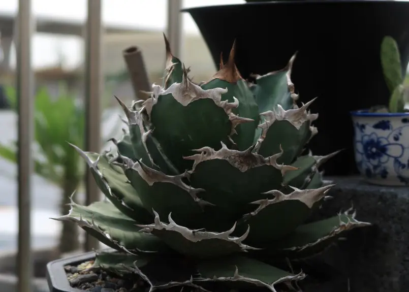 発根済】アガベ チタノタ 羽毛 フェザー