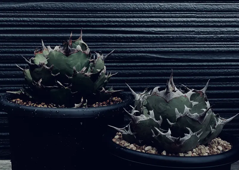 アガベ・チタノタ 阿修羅-004|Agave titanota ashura | Plus_P...
