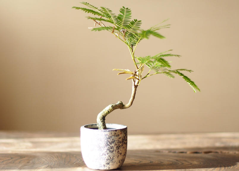 エバーフレッシュ エバーフレッシュW60394| 観葉植物の通信販売 | APEGO(アペーゴ)