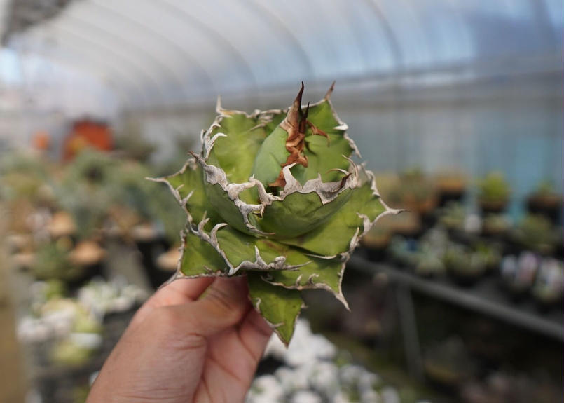 agave titanota シーザー caesar | mana's green:塊根植物販...