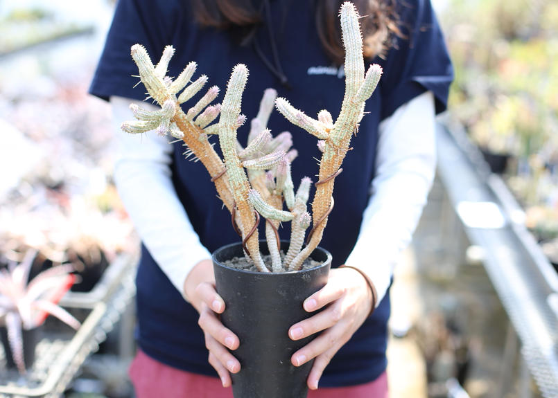 完売：白樺の鉢植え No.16