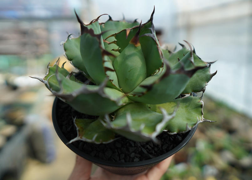 即発送可能】 アガベ チタノタ 黒鯨 植物/観葉植物 - education.semel